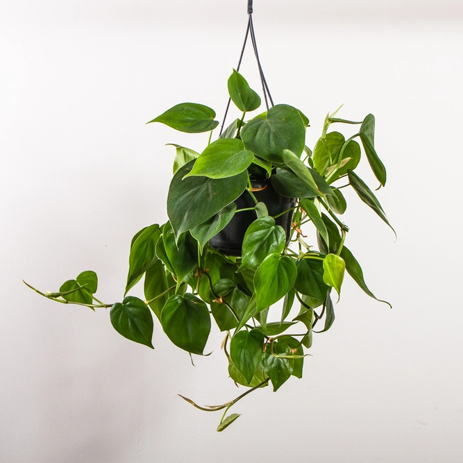 Philodendron scandens (Hanging Pot 15cm) Heartshaped philodendron - image 1