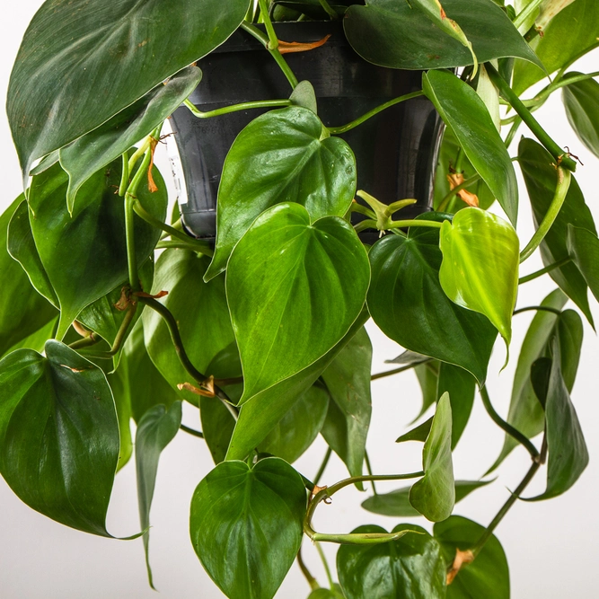 Philodendron scandens (Hanging Pot 15cm) Heartshaped philodendron - image 2