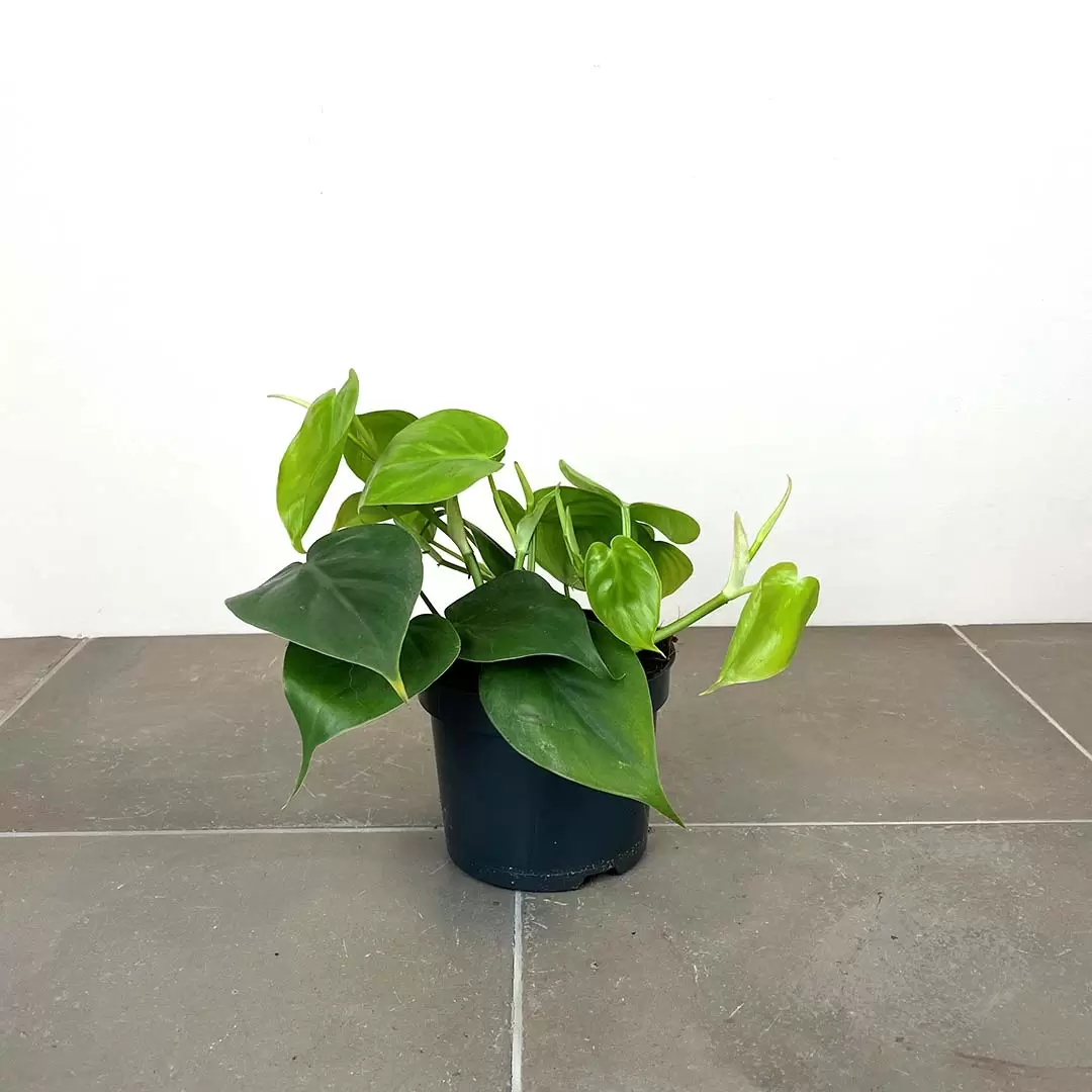 Philodendron scandens (Pot Size 12cm) Heartleaf Philodendron from Boma Garden Centre