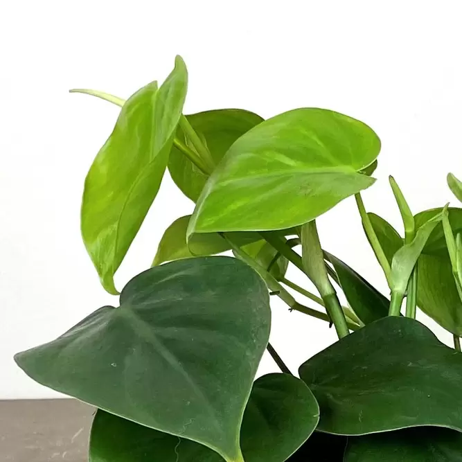 Philodendron scandens (Pot Size 12cm) Heartleaf Philodendron - image 2