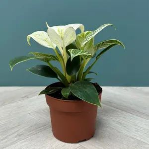 Philodendron 'White Wave' (Pot Size 12cm) - image 1