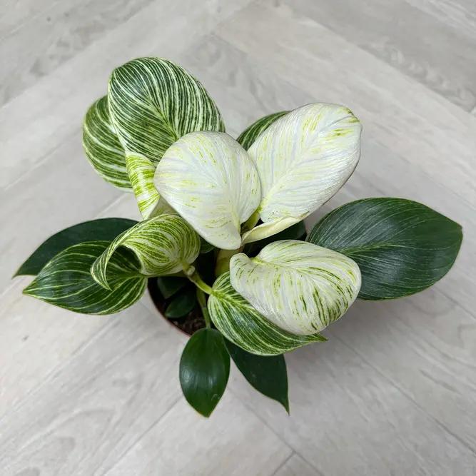 Philodendron 'White Wave' (Pot Size 12cm) - image 2