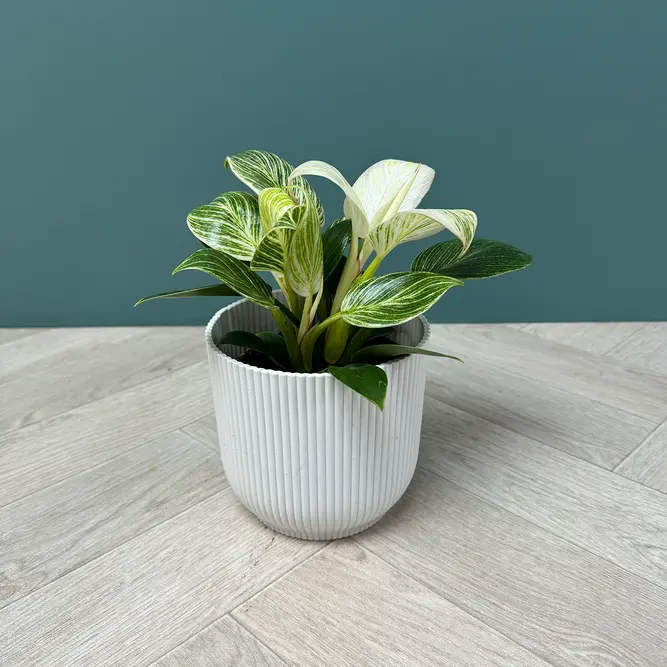 Philodendron 'White Wave' (Pot Size 12cm) - image 3