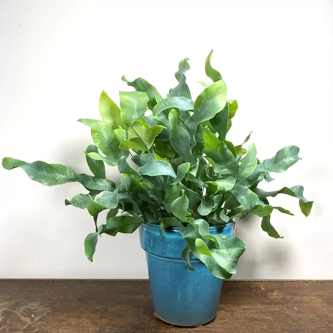 Phlebodium aureum 'Blue Star' (Pot Size 12cm) Blue Star Fern - image 3