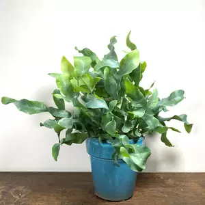 Phlebodium aureum 'Blue Star' (Pot Size 12cm) Blue Star Fern - image 3