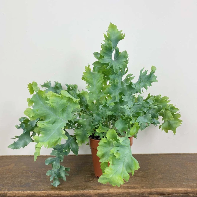 Phlebodium aureum 'Davana' (Pot Size 12cm) - image 2