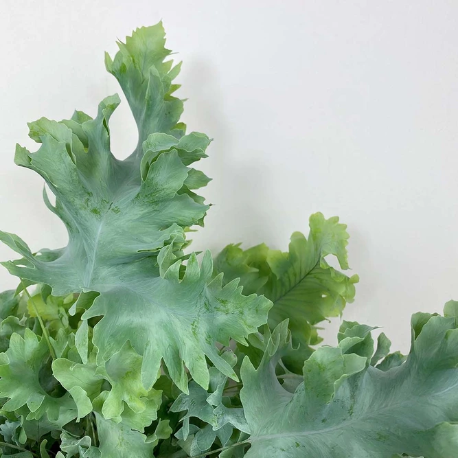 Phlebodium aureum 'Davana' (Pot Size 12cm) - image 2