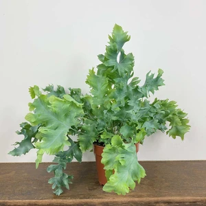 Phlebodium aureum 'Davana' (Pot Size 12cm) - image 3