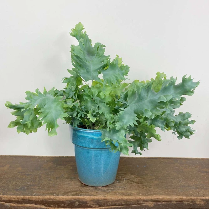 Phlebodium aureum 'Davana' (Pot Size 12cm) Blue star fern - image 1