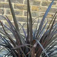 Phormium