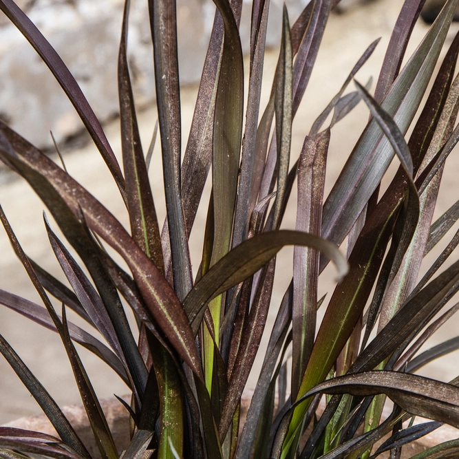 Phormium cookianum 'Platt's Black' (3L) New Zealand Flax - image 1