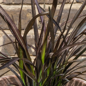 Phormium cookianum 'Platt's Black' (3L) New Zealand Flax - image 3