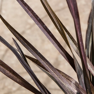 Phormium cookianum 'Platt's Black' (3L) New Zealand Flax - image 4