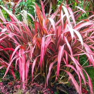 Phormium 'Evening Glow' (Pot Size 3L) New Zealand Flax - image 2