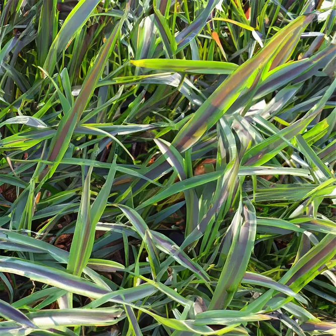 Phormium 'Licorice and Lime' (Pot Size 3L) New Zealand Flax