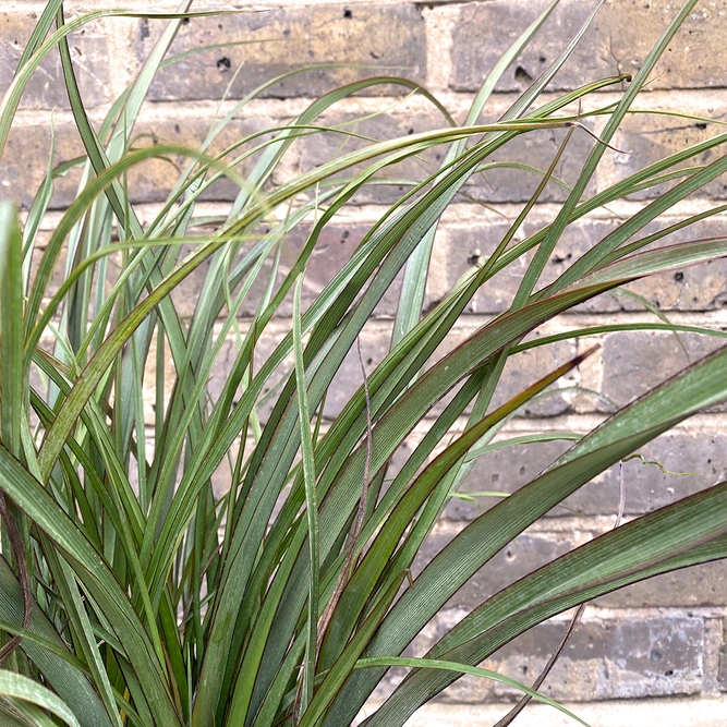 Phormium tenax 'Surfer' (Pot Size 3ltr) New Zealand Flax - image 1