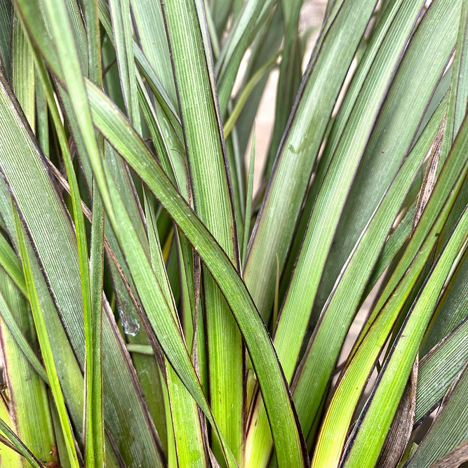 Phormium tenax 'Surfer' (Pot Size 3ltr) New Zealand Flax - image 2