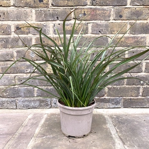 Phormium tenax 'Surfer' (Pot Size 3ltr) New Zealand Flax - image 3