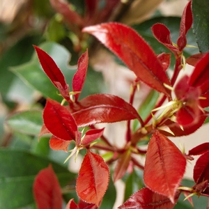 Photinia fraseri 'Mandarino'  (Pot Size 10ltr ) Red Robin - image 1