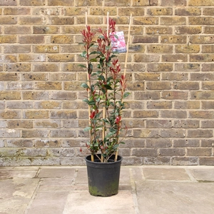 Photinia fraseri 'Mandarino'  (Pot Size 10ltr ) Red Robin - image 2