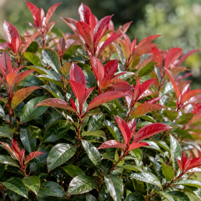 Photinia 'Little Fenna' (Pot Size 9cm) Carré Rouge Photinia - image 1