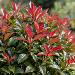 Photinia 'Little Fenna' (Pot Size 9cm) Carré Rouge Photinia
