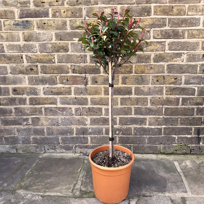 Photinia x fraseri 'Carre Rouge' standard (Pot Size 15L) - image 2