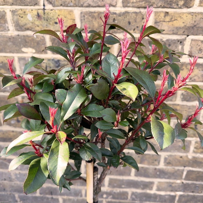 Photinia x fraseri 'Carre Rouge' Standard (Pot Size 9L) - image 1