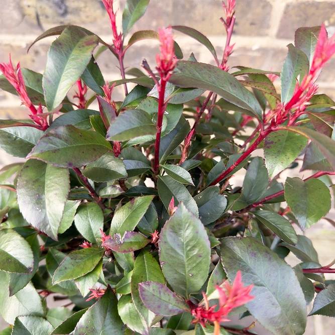 Photinia x fraseri 'Carre Rouge' Standard (Pot Size 9L) - image 3