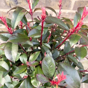 Photinia x fraseri 'Carre Rouge' Standard (Pot Size 9L) - image 3