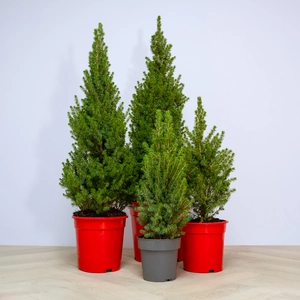 Picea glauca 'Perfecta' (Pot Size 3L) White Spruce - image 1