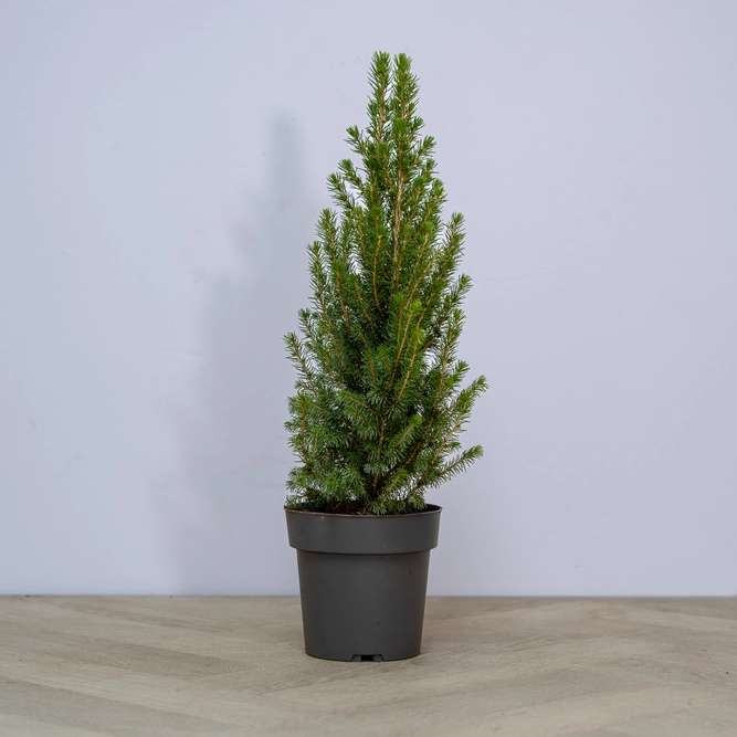 Picea glauca 'Perfecta' (Pot Size 3L) White Spruce - image 3