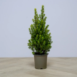 Picea glauca var. albertiana ‘Conica’ (Pot Size 11cm) Dwarf Alberta  Spruce