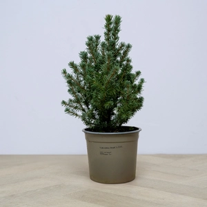Picea glauca var. albertiana 'Sander's Blue' (Pot Size 10L) Alberta Spruce 'Sander's Blue'