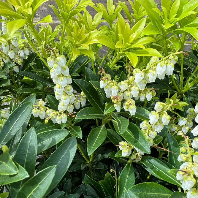 Pieris 'Debutante' (Pot Size 27cm) - image 3