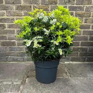 Pieris 'Debutante' (Pot Size 27cm) - image 2