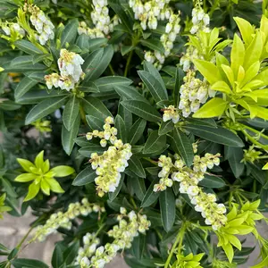 Pieris 'Debutante' (Pot Size 5L) - image 3