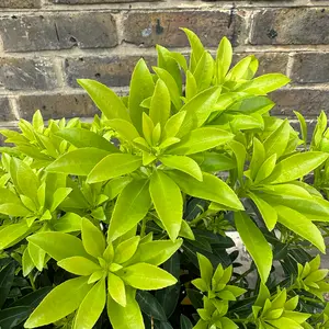 Pieris 'Debutante' (Pot Size 5L) - image 5