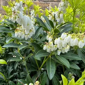 Pieris 'Debutante' (Pot Size 5L) - image 6