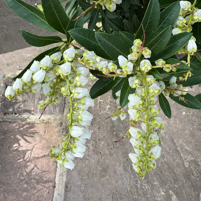 Pieris 'Debutante' (Pot Size 5L) - image 7