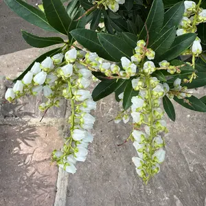 Pieris 'Debutante' (Pot Size 5L) - image 7