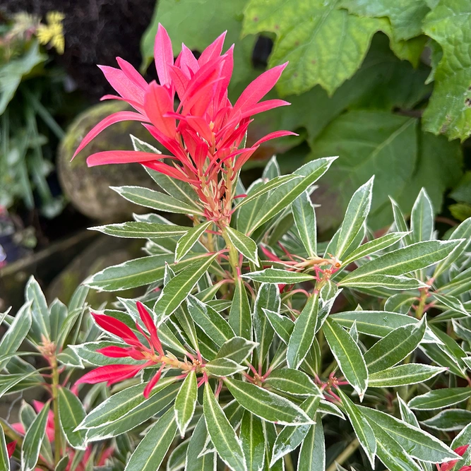 Pieris 'Flaming Silver' (Pot Size 19cm) Lily of the Valley Shrub - image 1