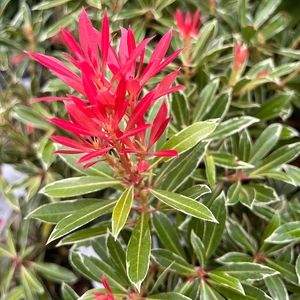 Pieris 'Flaming Silver' (Pot Size 19cm) Lily of the Valley Shrub - image 4