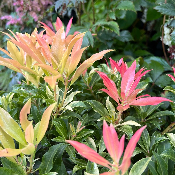 Pieris 'Forest Flame' (5L) Andromeda, Lilly of the Value Shrub - image 1