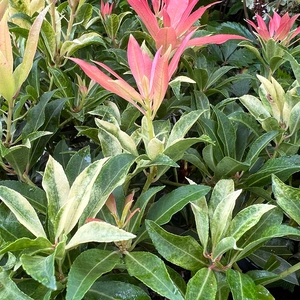Pieris 'Forest Flame' (5L) Andromeda, Lilly of the Value Shrub - image 2