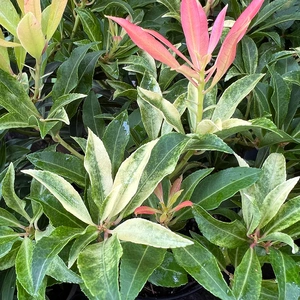 Pieris 'Forest Flame' (5L) Andromeda, Lilly of the Value Shrub - image 3