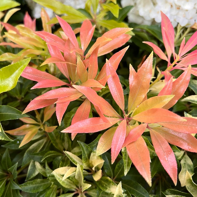 Pieris 'Forest Flame' (5L) Andromeda, Lilly of the Value Shrub - image 4