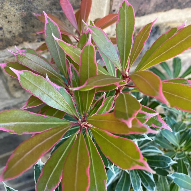 Pieris japonica 'Carnival' (Pot Size 3 ltr)