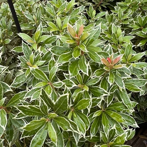 Pieris japonica 'Little Heath' (5L) Pieris japoński - image 1