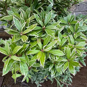 Pieris 'Little Goldy'